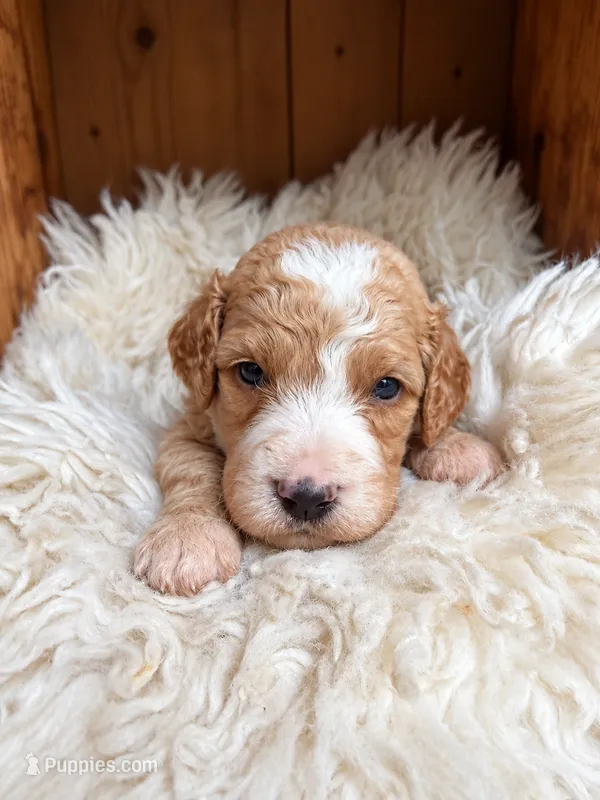 Westley – Goldendoodle puppy for sale in Nunica, MI