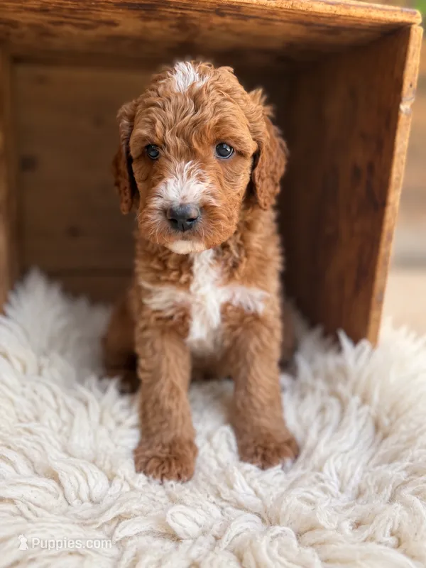 Bear – Goldendoodle puppy for sale in Nunica, MI