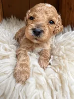 Maverick, a male Goldendoodle for sale in Nunica, MI – 1 of 1