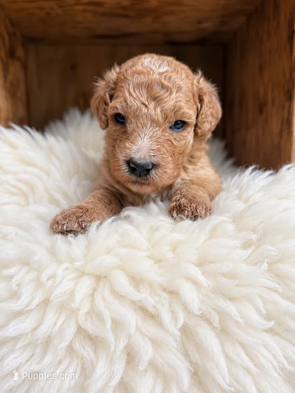 Lovey – Goldendoodle puppy for sale in Nunica, MI