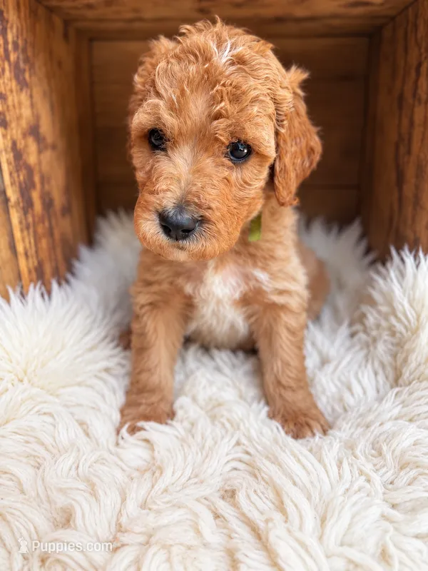 Maverick – Goldendoodle puppy for sale in Nunica, MI