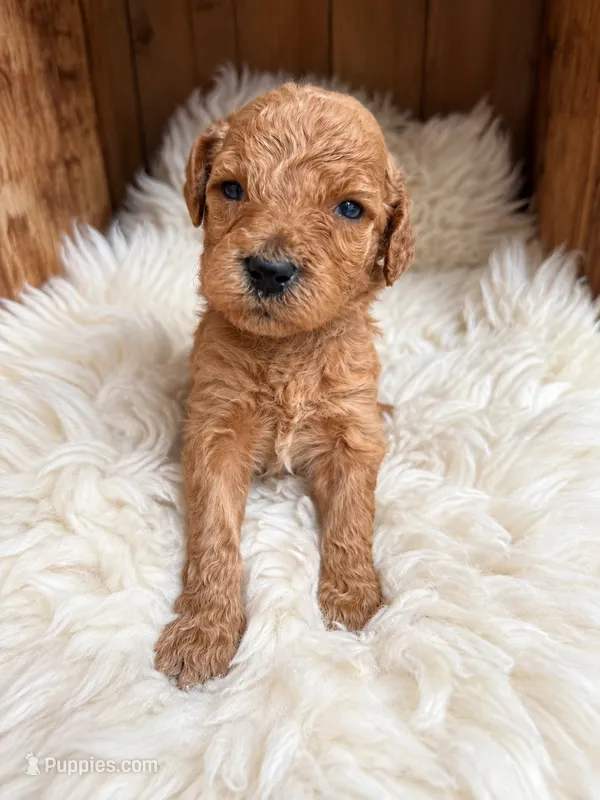 Suvi – Goldendoodle puppy for sale in Nunica, MI