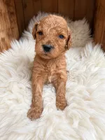 Suvi, a female Goldendoodle for sale in Nunica, MI – 1 of 1