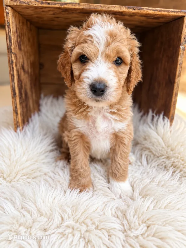 Westley – Goldendoodle puppy for sale in Nunica, MI