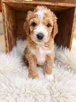 Westley, a male Goldendoodle for sale in Nunica, MI – 1 of 2