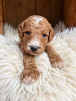Bear, a male Goldendoodle for sale in Nunica, MI – 1 of 1