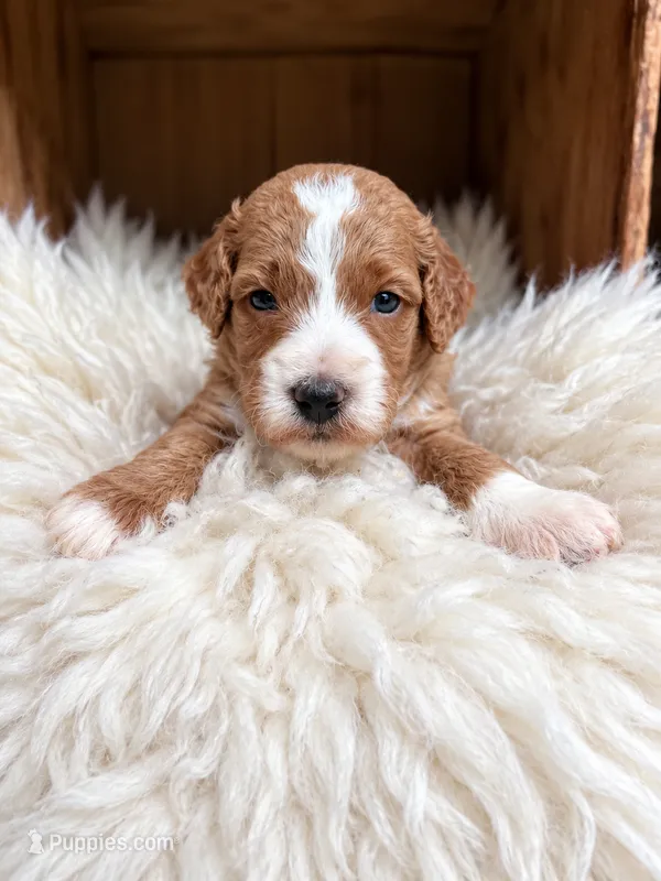 Coco – Goldendoodle puppy for sale in Nunica, MI