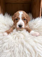 Coco, a female Goldendoodle for sale in Nunica, MI – 1 of 1