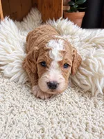 Kaia, a female Goldendoodle for sale in Nunica, MI – 1 of 1