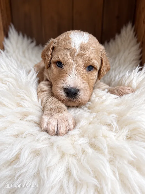 Cruise – Goldendoodle puppy for sale in Nunica, MI