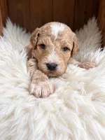Cruise, a male Goldendoodle for sale in Nunica, MI – 1 of 1
