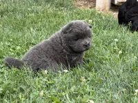 Litter of 7, a female Chow Chow for sale in Salem, OH – 4 of 10