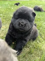 Litter of 7, a female Chow Chow for sale in Salem, OH – 10 of 10