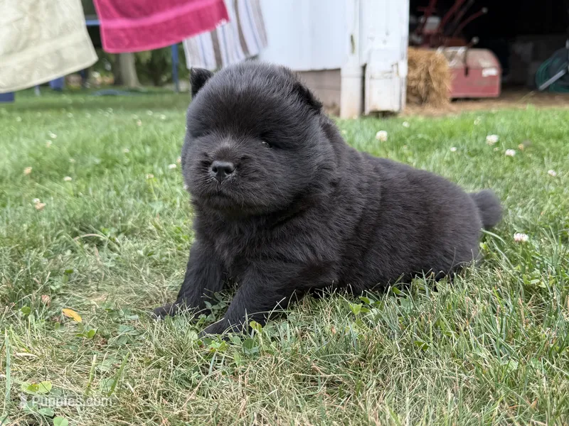 Ian – Chow Chow puppy for sale in Salem, OH