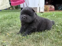 Litter of 7, a female Chow Chow for sale in Salem, OH – 3 of 10
