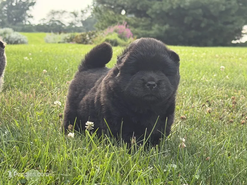 Litter of 7 – Chow Chow puppy for sale in Salem, OH