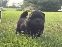 Litter of 7, a female Chow Chow for sale in Salem, OH – 1 of 10