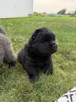 Litter of 7, a female Chow Chow for sale in Salem, OH – 7 of 10