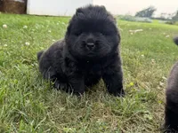 Litter of 7, a female Chow Chow for sale in Salem, OH – 6 of 10