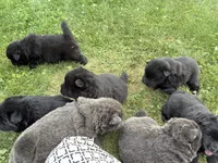Litter of 7, a female Chow Chow for sale in Salem, OH – 9 of 10