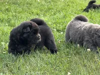 Litter of 7, a female Chow Chow for sale in Salem, OH – 8 of 10