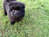 Ian, a male Chow Chow for sale in Salem, OH – 6 of 7