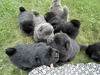 Litter of 7, a female Chow Chow for sale in Salem, OH – 2 of 10