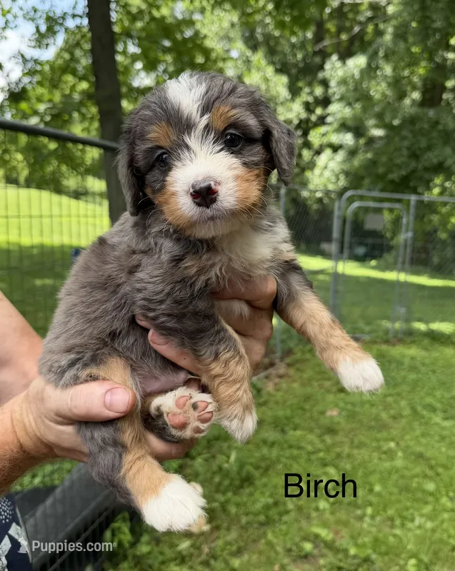 Ultra Birch – Bernedoodle puppy for sale in Campbellsville, KY