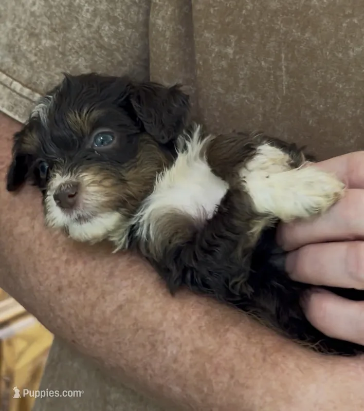 Micro Tesla  – Miniature Bernedoodle puppy for sale in Campbellsville, KY