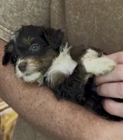 Micro Tesla , a female Miniature Bernedoodle for sale in Campbellsville, KY – 1 of 1