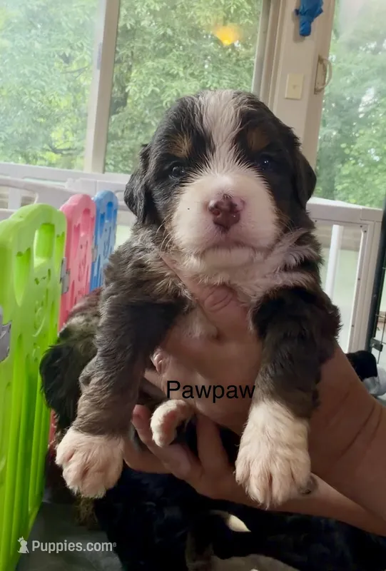 Ultra PawPaw – Bernedoodle puppy for sale in Campbellsville, KY