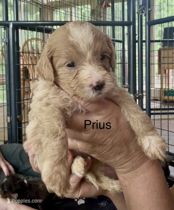 Prius – Miniature Bernedoodle puppy for sale in Campbellsville, KY