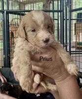 Prius, a female Miniature Bernedoodle for sale in Campbellsville, KY – 1 of 1