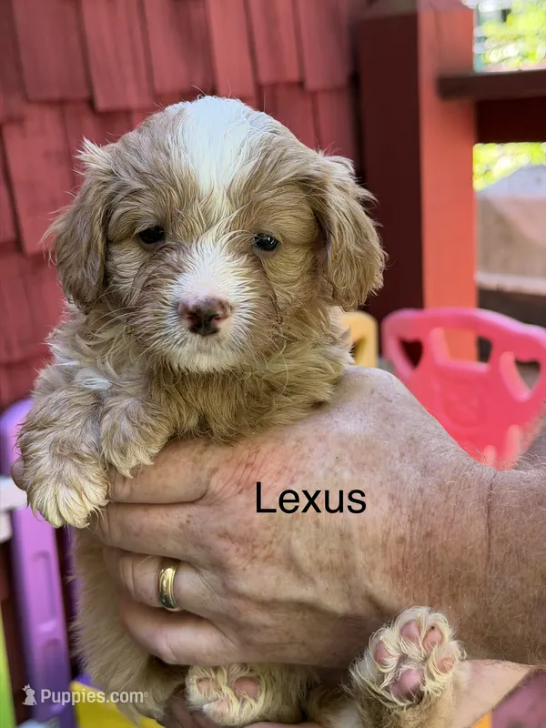 Lexus – Miniature Bernedoodle puppy for sale in Campbellsville, KY