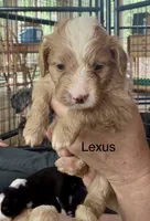 Lexus, a female Miniature Bernedoodle for sale in Campbellsville, KY – 1 of 2