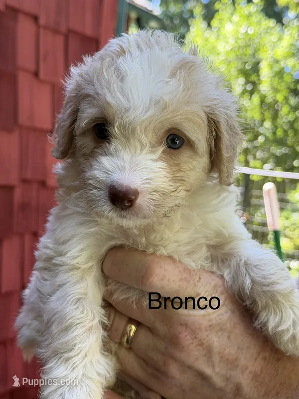 Bronco – Miniature Bernedoodle puppy for sale in Campbellsville, KY