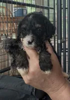 Micro mini Ranger , a male Miniature Bernedoodle for sale in Campbellsville, KY – 1 of 1