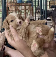 Lexus, a female Miniature Bernedoodle for sale in Campbellsville, KY – 2 of 2
