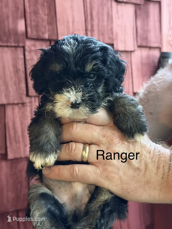 Micro mini Ranger  – Miniature Bernedoodle puppy for sale in Campbellsville, KY