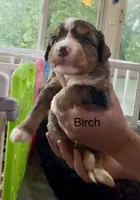Ultra Birch, a male Bernedoodle for sale in Campbellsville, KY – 1 of 1