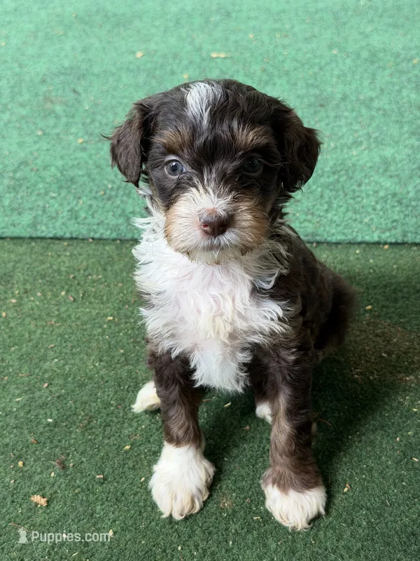 Micro Tesla  – Miniature Bernedoodle puppy for sale in Campbellsville, KY