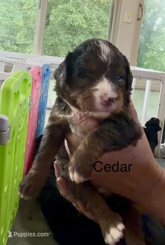 Ultra Cedar – Bernedoodle puppy for sale in Campbellsville, KY