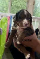 Ultra Cedar, a male Bernedoodle for sale in Campbellsville, KY – 1 of 1