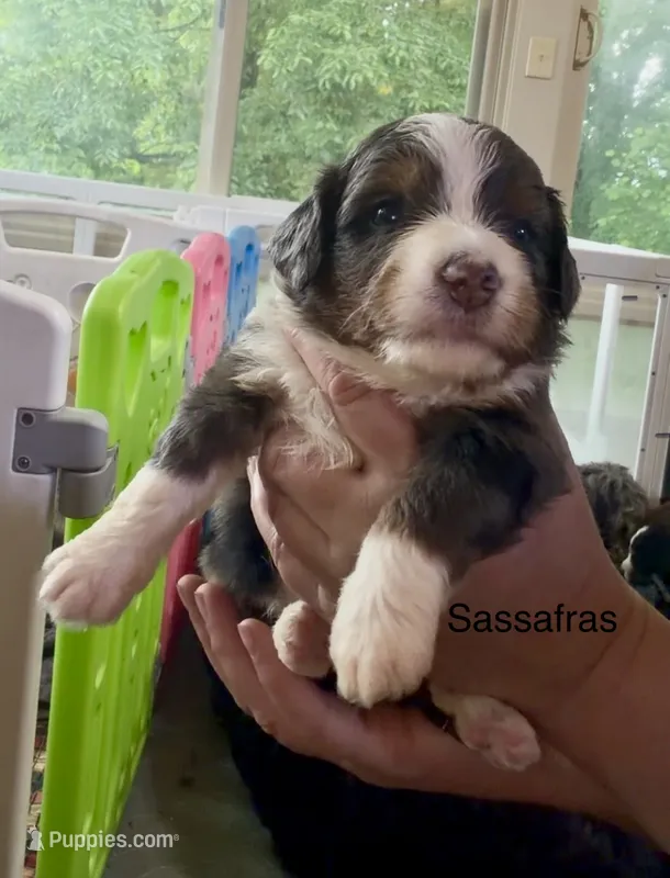 Ultra Sassafras  – Bernedoodle puppy for sale in Campbellsville, KY