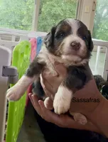 Ultra Sassafras , a male Bernedoodle for sale in Campbellsville, KY – 1 of 1