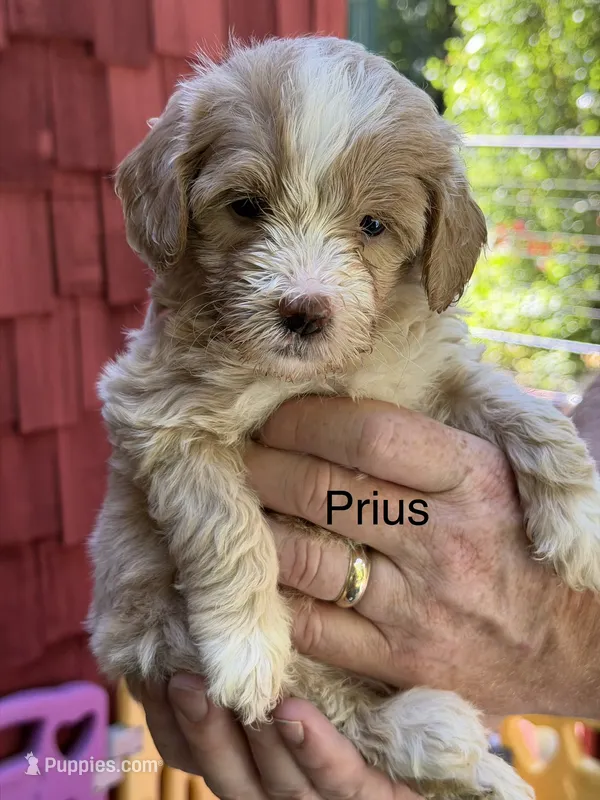 Prius – Miniature Bernedoodle puppy for sale in Campbellsville, KY