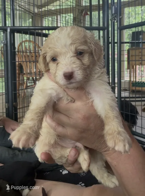 Bronco – Miniature Bernedoodle puppy for sale in Campbellsville, KY