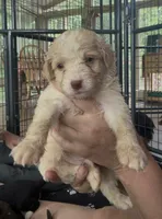 Bronco, a male Miniature Bernedoodle for sale in Campbellsville, KY – 1 of 1