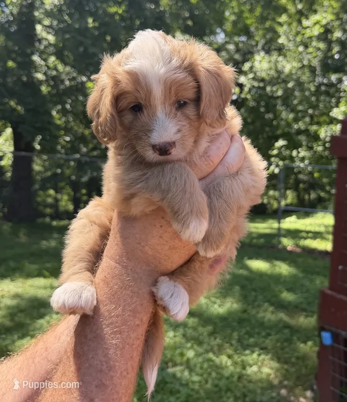 Lexus – Miniature Bernedoodle puppy for sale in Campbellsville, KY