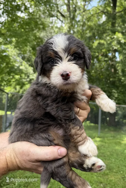 Ultra PawPaw – Bernedoodle puppy for sale in Campbellsville, KY